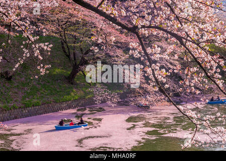 Cherry Blossom bei chidori ga Fuchi, Tokio, Japan Stockfoto