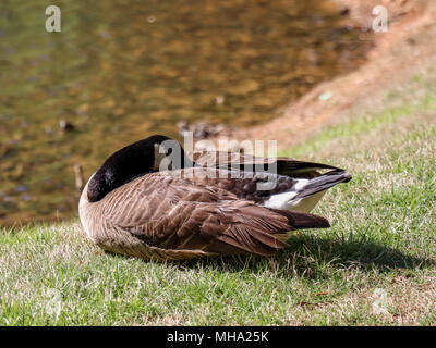 Goose schlafen Stockfoto