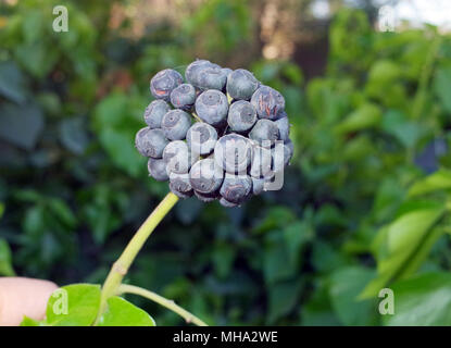 Hedera colchica Blossom close-up Stockfoto