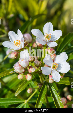 Kleine weiße Blumen der Mexikanischen Orange Blossom (Choisya ternata) Ende Frühjahr/Anfang Sommer in West Sussex, England, UK. Porträt. Stockfoto