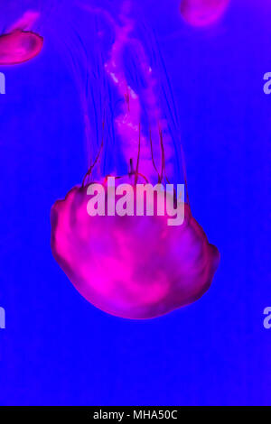 Quallen, pazifischen Meer brennessel Chrysaora Fuscescens. Stockfoto