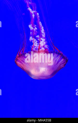 Quallen, pazifischen Meer brennessel Chrysaora Fuscescens. Stockfoto