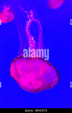 Quallen, pazifischen Meer brennessel Chrysaora Fuscescens. Stockfoto
