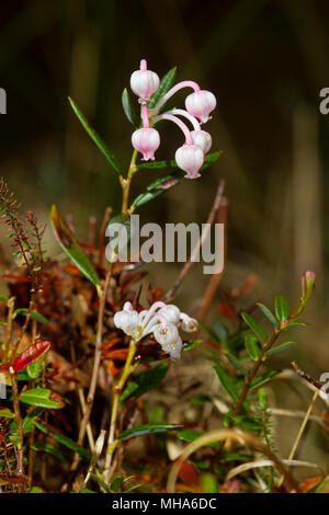 Das weiße bis rosa glockenförmigen Blüten von Bog-Rosmarin Stockfoto