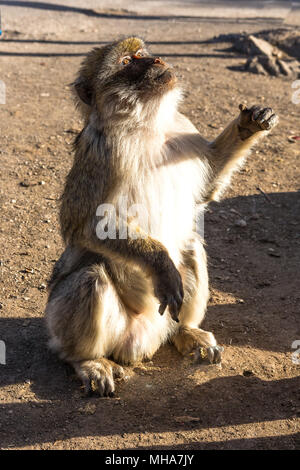 Ifrane Azrou, Affen im Wald in Marokko. Stockfoto