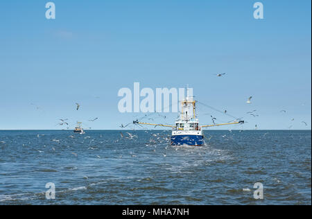 Fischerboot von Möwen im Wattenmeer in der Nähe von Texel, Niederlande umgeben. Stockfoto