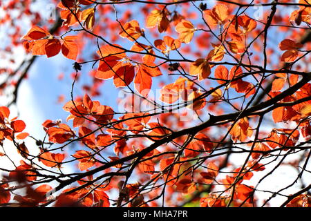 Kupfer Strand (Fagus sylvatica Purpurea) Laub gegen den blauen Himmel. Springseason Hintergrund. Stockfoto