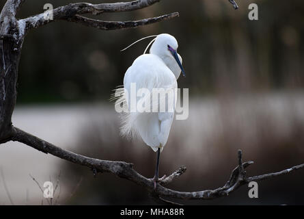 Seidenreiher (Egretta garzetta) auf Niederlassung des Baums in der Camargue, Frankreich, Europa gehockt Stockfoto