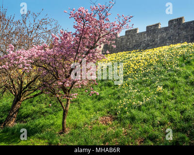 Rosa Blüte und Narzissen auf der Bank unter der Stadtmauer in York Yorkshire England Stockfoto