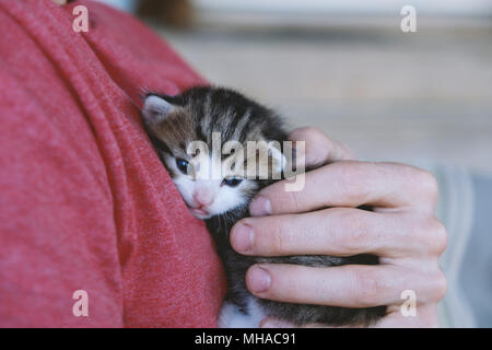 Sanfte mann Hand niedlich Gestreifter baby Kätzchen hautnah. Stockfoto