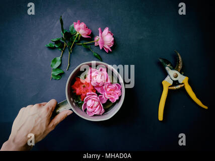 Romantische hell rosa Rosen floating in Vintage pot. Flach auf schwarzem Hintergrund mit hand Trimmer angezeigt. Stockfoto