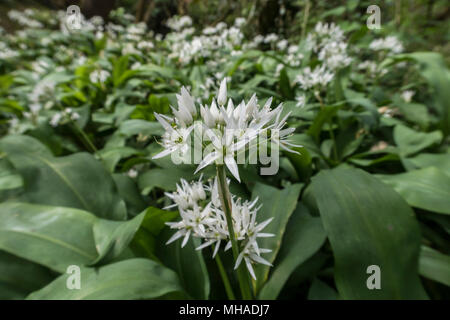 Bärlauch in der Blume in einem englischen Holz. Allium ursinum - Bärlauch, buckrams, Breitblättrigen Knoblauch, Bärlauch, Bärlauch, Porree, Stockfoto