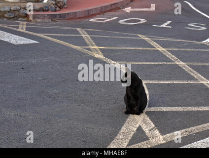 Schwarze Katze sitzt auf der Straße Stockfoto