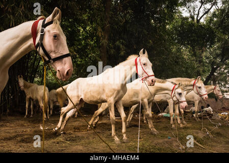 Pferde ausgerichtet werden, um an der Handel fair im Sonepur Mela, Sonepur, Indien. Stockfoto