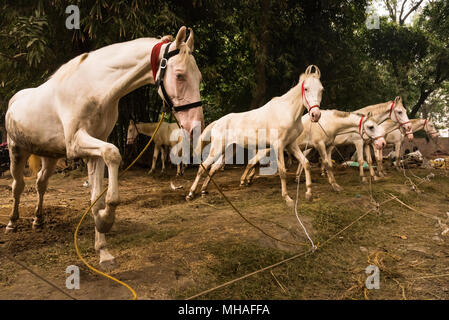 Pferde ausgerichtet werden, um an der Handel fair während der sonepur Mela, Sonepur, Indien. Stockfoto