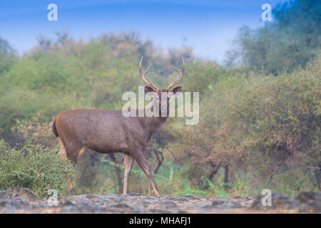 Sambar Rusa unicolor im sariska Nationalpark, Rajasthan, Indien Stockfoto