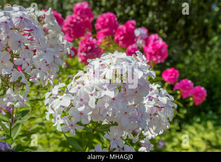 Phlox paniculata oder Garten Phlox in der Blüte. Stockfoto