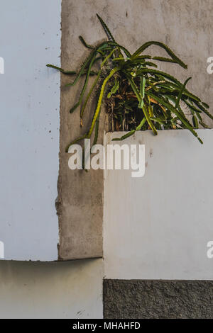 Langer grüner Kaktus auf der weißen Wand. Stockfoto