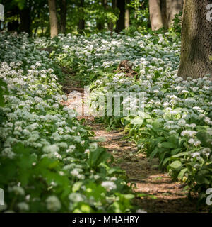 Weg durch einen Laubwald, wilder Knoblauch an einem sonnigen Tag im Frühjahr Stockfoto