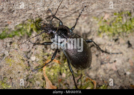 Bronze Carabid (Carabus nemoralis) Käfer in einem Wald in der Nähe von Wien (Österreich) Stockfoto