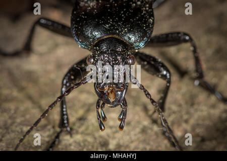 Porträt einer Bronze Carabid (Carabus nemoralis) Käfer in einem Wald in der Nähe von Wien (Österreich) Stockfoto