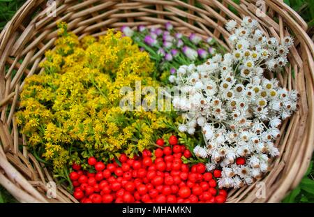 Futter Korb Stockfoto