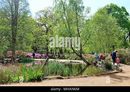 Sonniger Frühlingstag in die Isabella Plantation, Richmond Park in Surrey England Großbritannien Stockfoto