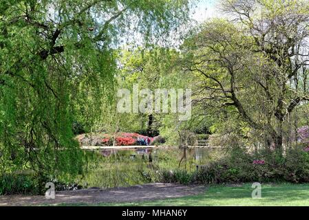 Sonniger Frühlingstag in die Isabella Plantation, Richmond Park in Surrey England Großbritannien Stockfoto