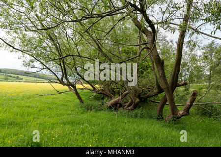 Gefallenen Willow in Golden Valley Gebiet an den Ufern des Flusses Dore Stockfoto