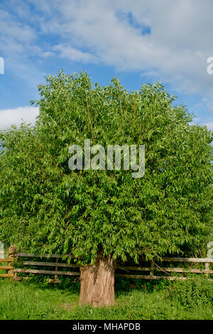 Pollarded willow bei Turnastone in Herefordshire Stockfoto