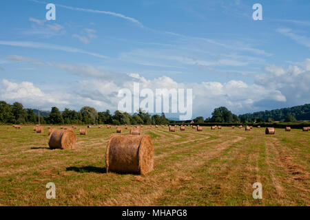 Runde Heuballen trocknen am frühen Abend sunshine Stockfoto