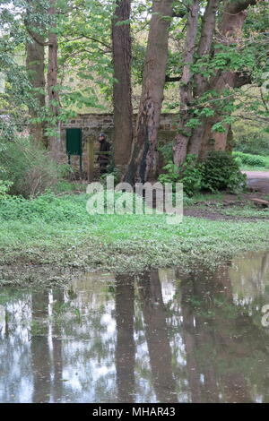 Ein Spaziergang durch die Wälder bei Delapre Abtei am Stadtrand von Northampton bringt Sie auf schlammigen Pfützen und hübschen Baum Reflexionen. Stockfoto