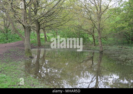 Ein Spaziergang durch die Wälder bei Delapre Abtei am Stadtrand von Northampton bringt Sie auf schlammigen Pfützen und hübschen Baum Reflexionen. Stockfoto