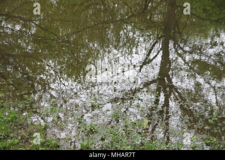 Ein Spaziergang durch die Wälder bei Delapre Abtei am Stadtrand von Northampton bringt Sie auf schlammigen Pfützen und hübschen Baum Reflexionen. Stockfoto