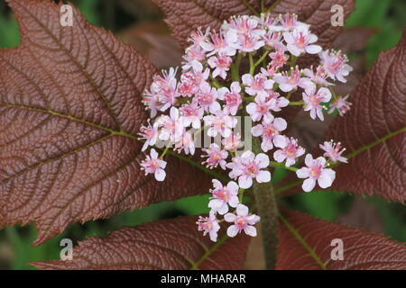 Nahaufnahme von einem wunderschön Zart rosa Blume, die ich auf meinem Streifzug durch die Wälder bei Delapre Abtei beschmutzt; neben Burgund farbige Laub. Stockfoto