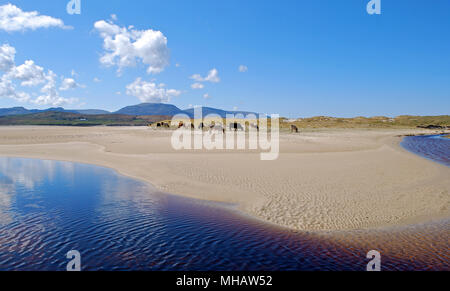 Kühe am Strand von Sheskinmore, County Donegal, Irland. Stockfoto