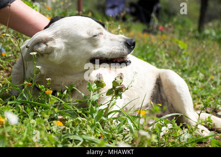 Es gibt einen Hund, der gerne von einem Menschen geliebt wird, der lacht und entspannt. Stockfoto