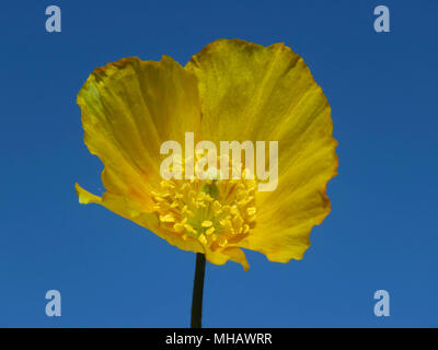 Welsh Mohnblume in einem Garten in Wales UK wachsende gegen einen klaren blauen Himmel (Meconopsis cambrica) Stockfoto