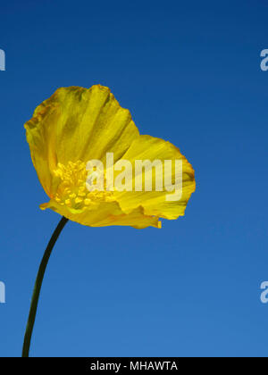 Welsh Mohnblume in einem Garten in Wales UK wachsende gegen einen klaren blauen Himmel (Meconopsis cambrica) Stockfoto