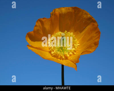 Welsh Mohnblume in einem Garten in Wales UK wachsende gegen einen klaren blauen Himmel (Meconopsis cambrica) Stockfoto