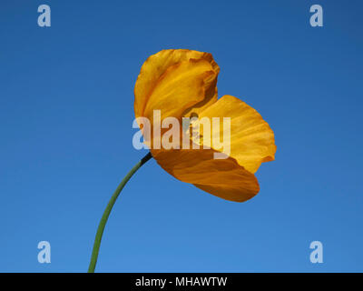 Welsh Mohnblume in einem Garten in Wales UK wachsende gegen einen klaren blauen Himmel (Meconopsis cambrica) Stockfoto