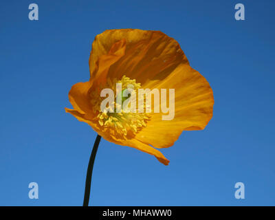 Welsh Mohnblume in einem Garten in Wales UK wachsende gegen einen klaren blauen Himmel (Meconopsis cambrica) Stockfoto