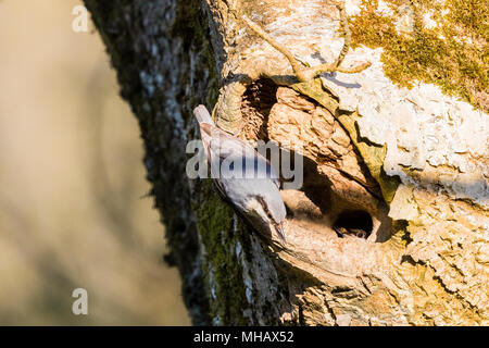 Einen männlichen Europäischen Kleiber ist Rückkehr zu seinem Partner in ihrem Nest in einem Baum. Er bringt Insekten für Sie während Sie Bebrütet die Eier. Stockfoto