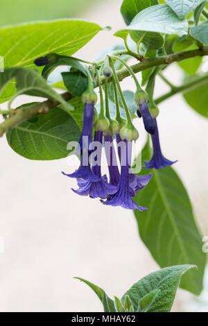 Nahaufnahme von Lochroma Cyanea in Blüte, England, Großbritannien Stockfoto