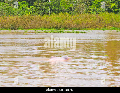 Pink Dolphin im Peruanischen Amazonas Stockfoto