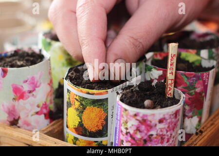 Lathyrus Odoratus. Aussaat Sweet pea Samen in hausgemachten Papier Töpfe mit einem geschnittenen Zweig als Alternative zu Kunststoff im Gartenbau beschriftet, Großbritannien Stockfoto