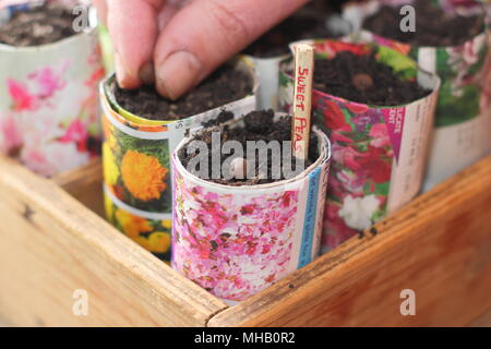 Lathyrus Odoratus. Aussaat Sweet pea Samen in hausgemachten Papier Töpfe mit einem geschnittenen Zweig als Alternative zu Kunststoff im Gartenbau beschriftet, Großbritannien Stockfoto