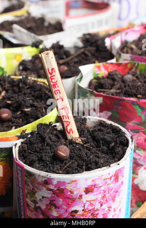 Lathyrus Odoratus. Aussaat Sweet pea Samen in hausgemachten Papier Töpfe mit einem geschnittenen Zweig als Alternative zu Kunststoff im Gartenbau beschriftet, Großbritannien Stockfoto