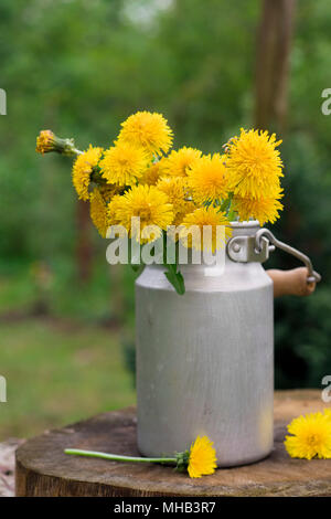 Löwenzahn in einer Vase im Garten. Immer noch leben. Stockfoto