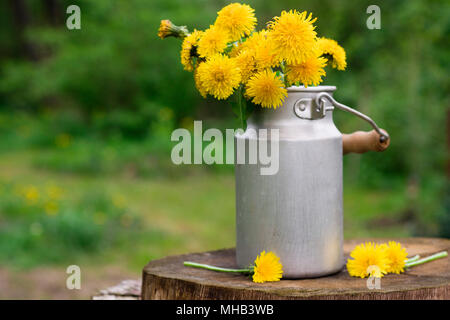 Löwenzahn in einer Vase im Garten. Immer noch leben. Stockfoto